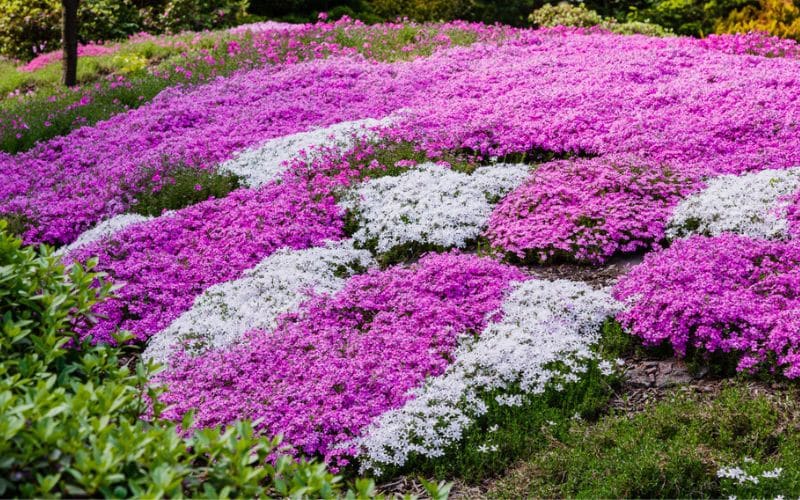 A ground covering plants in a desirable garden.