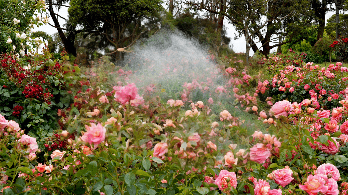 A garden with pink roses and a spray of water.