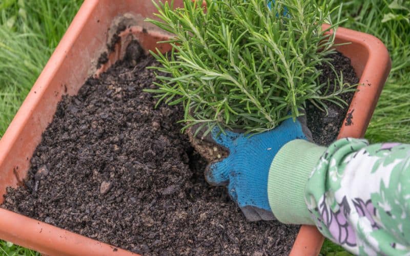 A person is planting a rosemary plant in a pot.