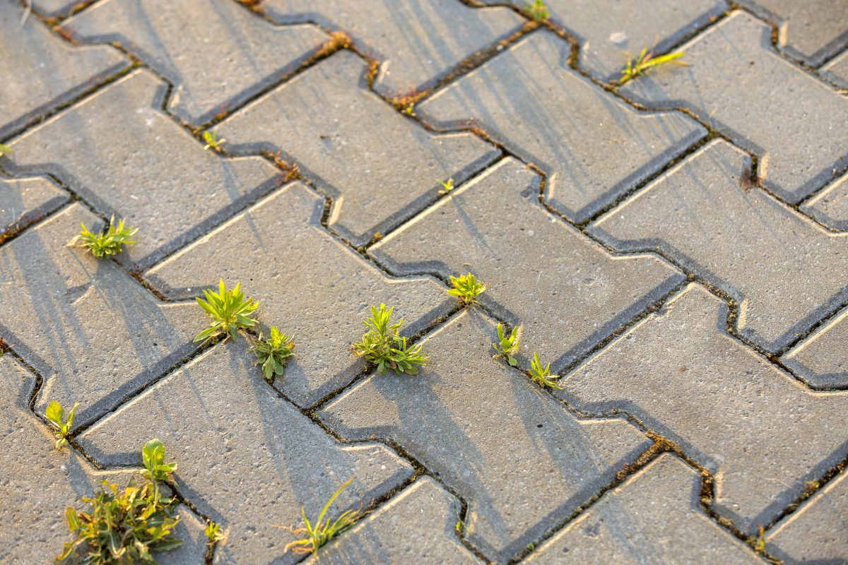 Weed plants growing between concrete pavement bricks.
