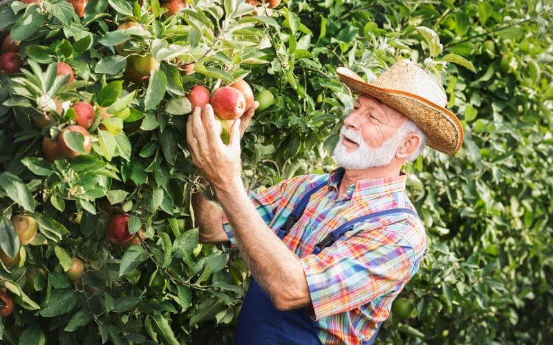 An older man picking apples from an apple tree.
