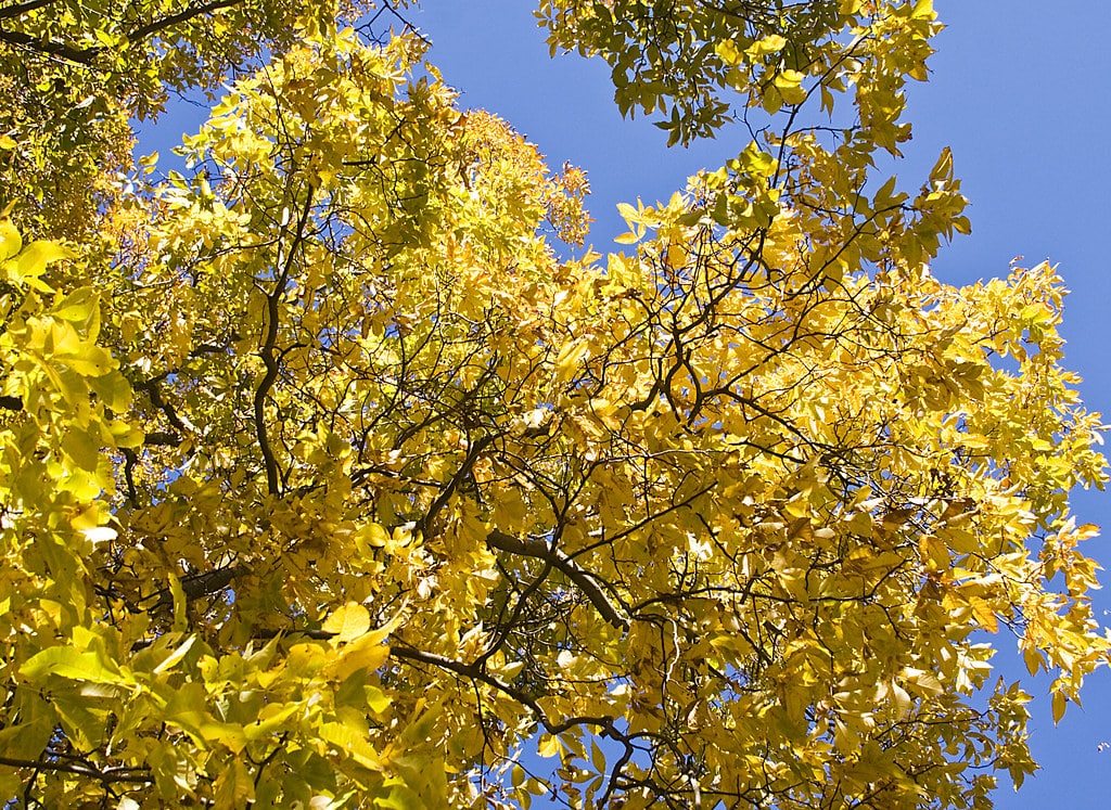 Yellow leaves on a tree.