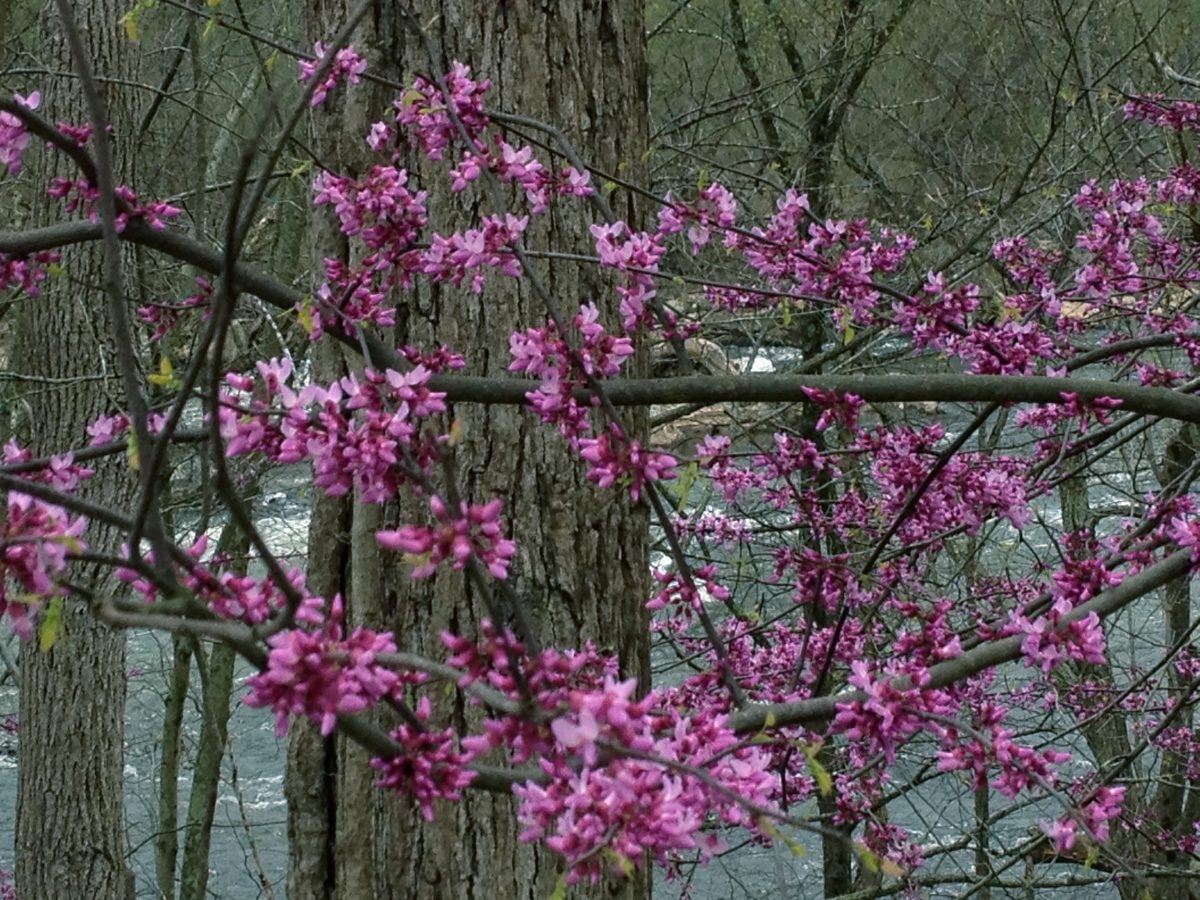 A redbud tree is blooming near a river.