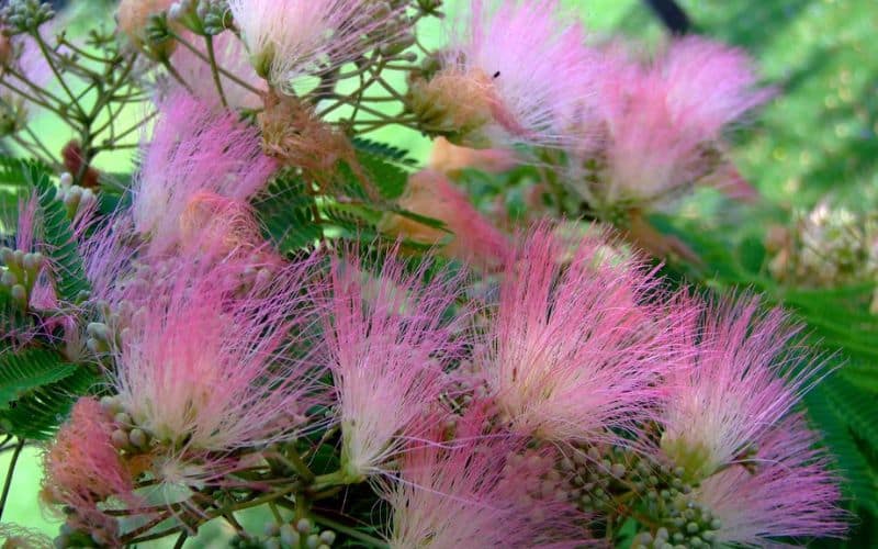 A close up of mimosa flowers on a tree.