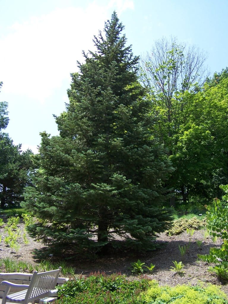 A pine tree in a garden.