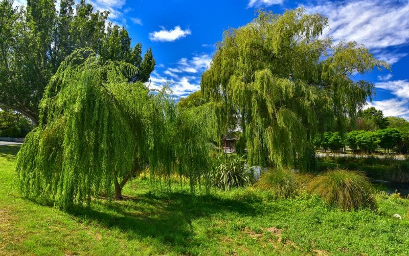 Weeping willow trees in a garden with a blue sky.