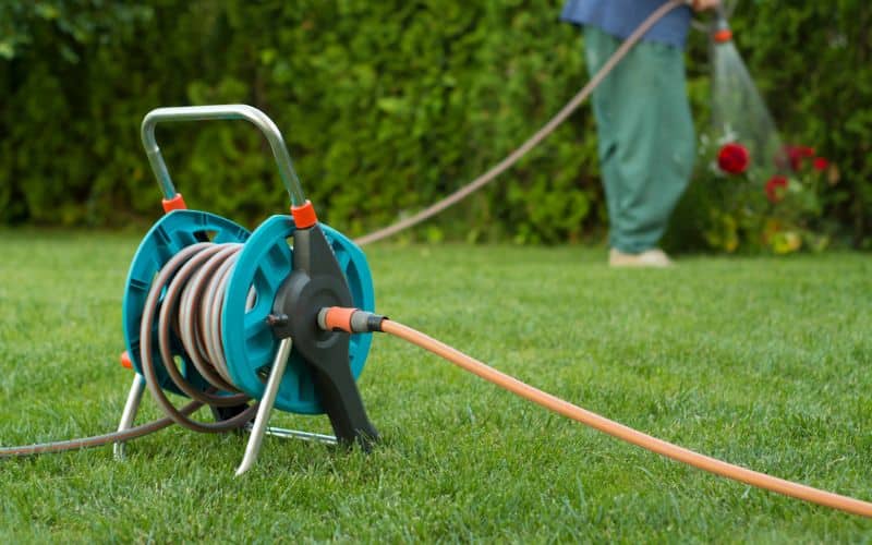 A man uses a hose to water his lawn.