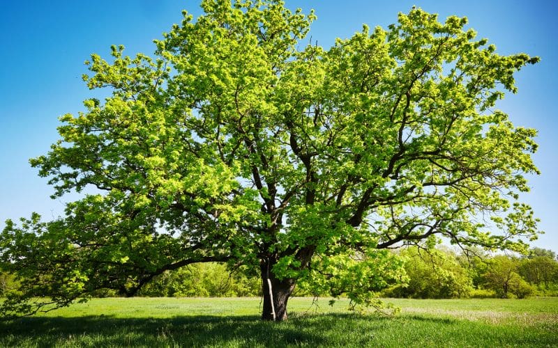 An oak tree in a field with a blue sky.