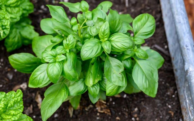 A basil plant growing in a pyramid garden