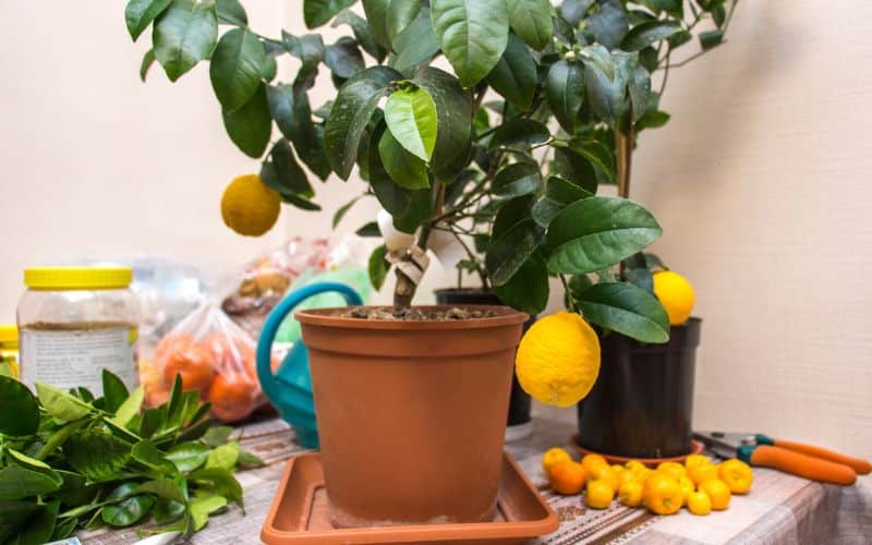 A potted lemon tree on a table.