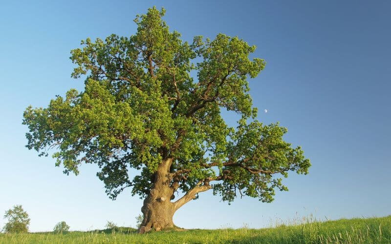 The White Oak Tree
