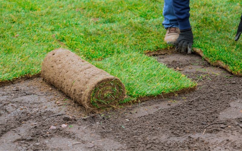 A man is laying down a roll of sod in a yard.