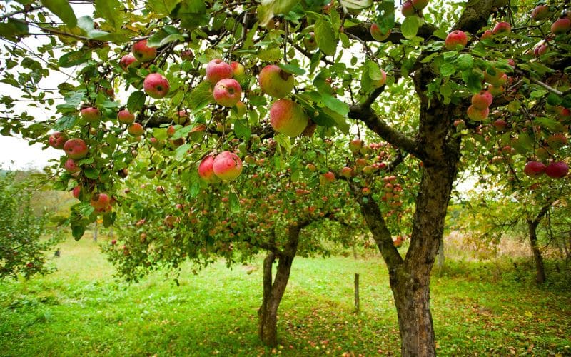 Apple Trees in Ontario