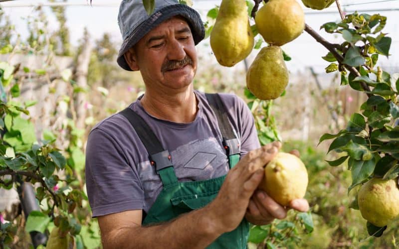 Pear Farming in Ontario