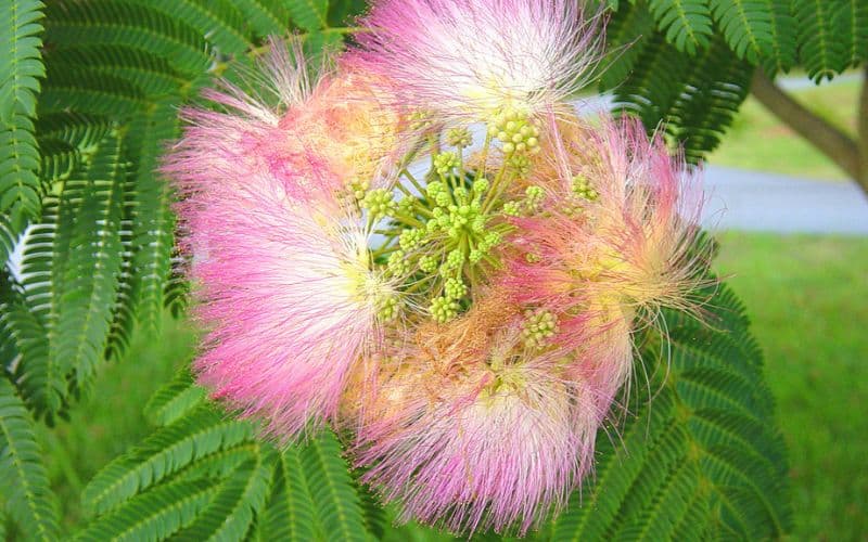 A pink mimosa flower on a tree with green leaves.