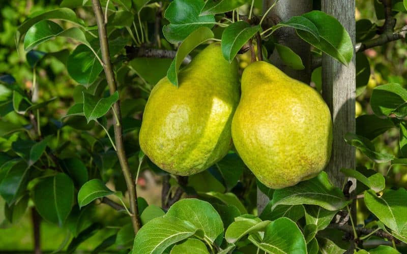 Two pears growing on a tree in an orchard.