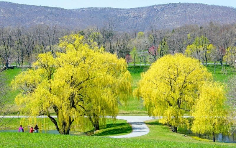 A group of people walk along a path next to a yellow willow tree.