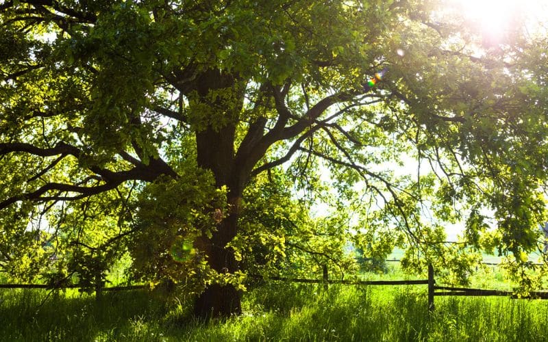 An oak tree in a grassy field with sunlight shining through it.