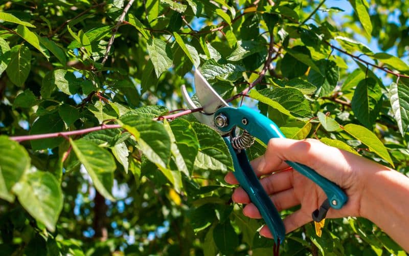 A person cutting a branch of a plum tree with a pair of scissors.