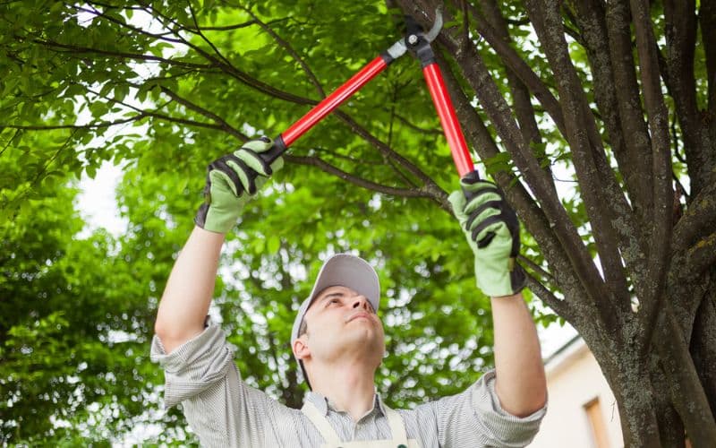 A man is pruning a tree with a pair of scissors.