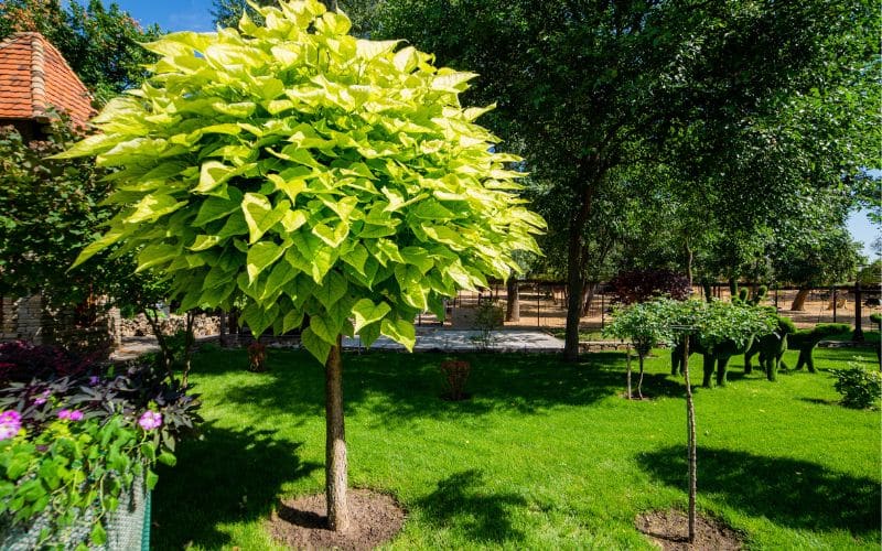 A large yellow tree in a garden.