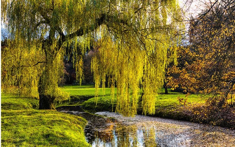 A weeping willow tree by a stream in a park.