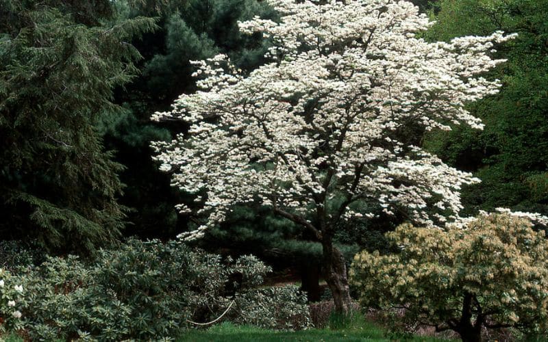 A white dogwood tree in a garden.