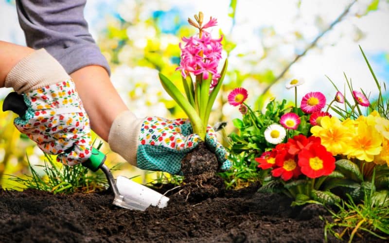 A woman is planting flowers in the garden bed.