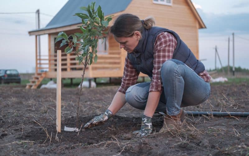 A woman is planting an apple tree in front of a house.