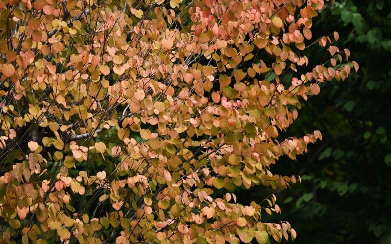 A Katsura tree with orange and yellow leaves.