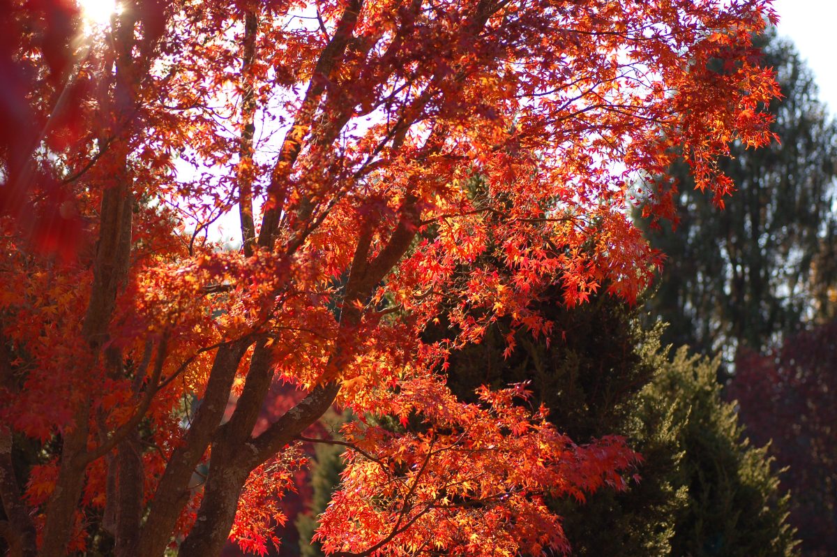 Red leaves on a tree.