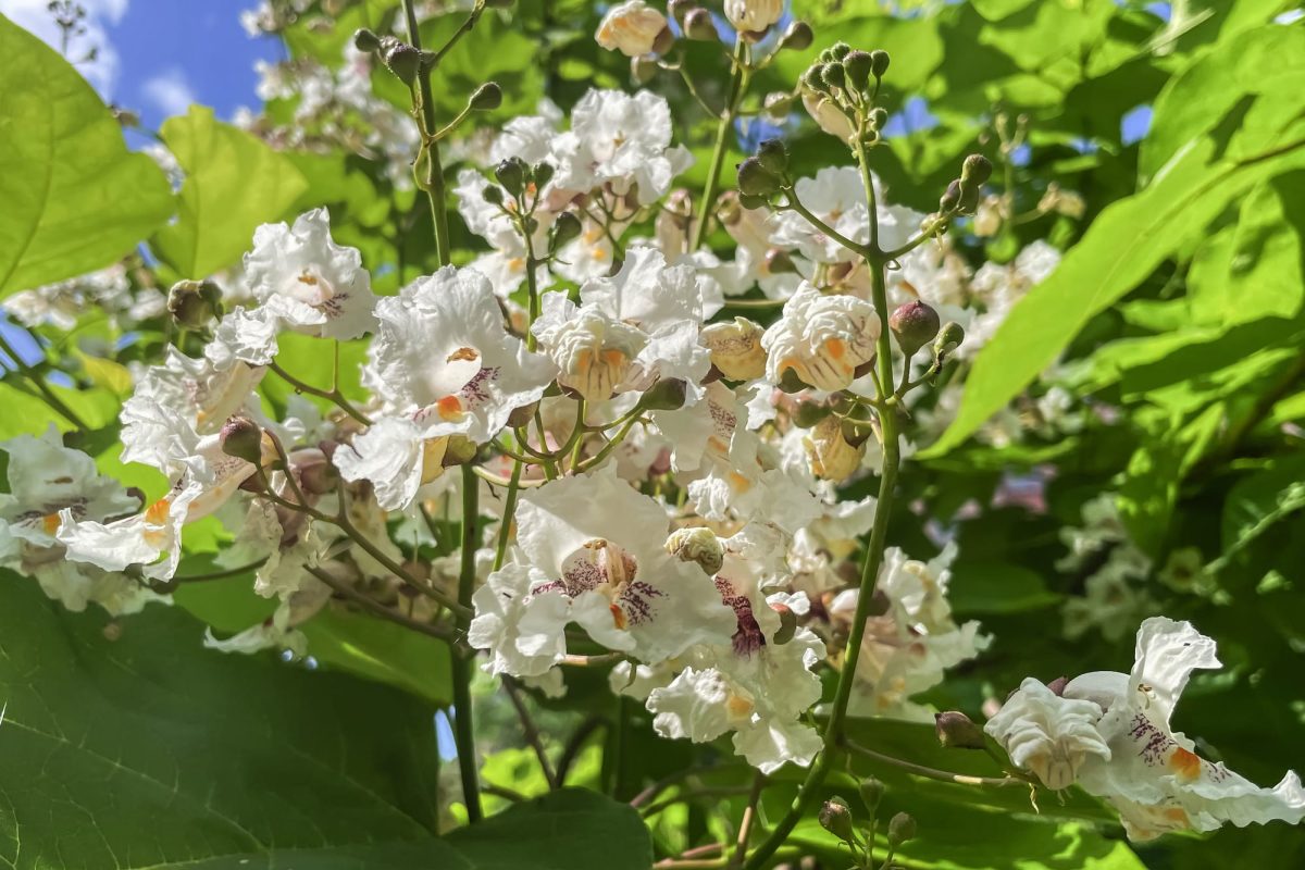 White flowers of a catalpa tree with green leaves.