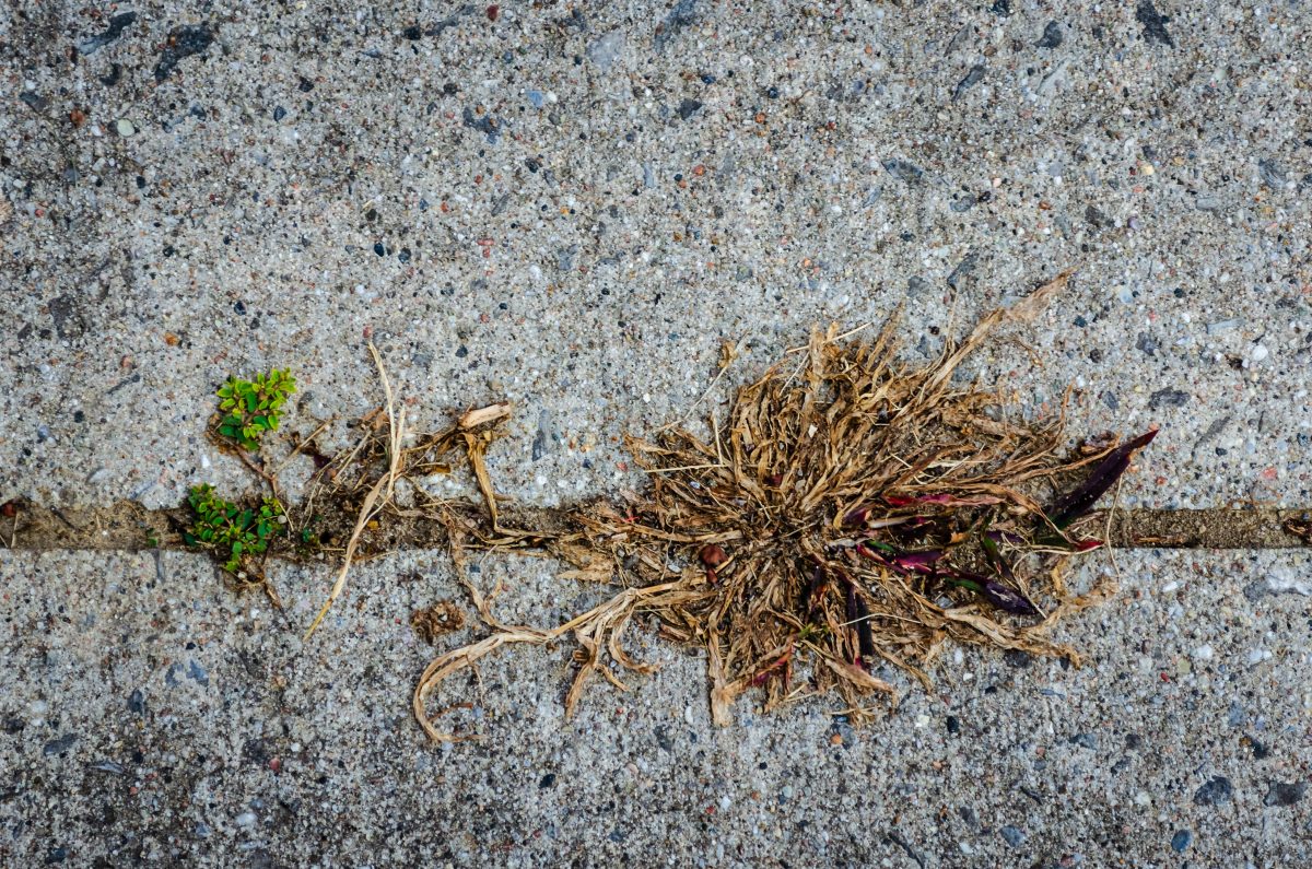 A line of dirt and plants on a concrete sidewalk.