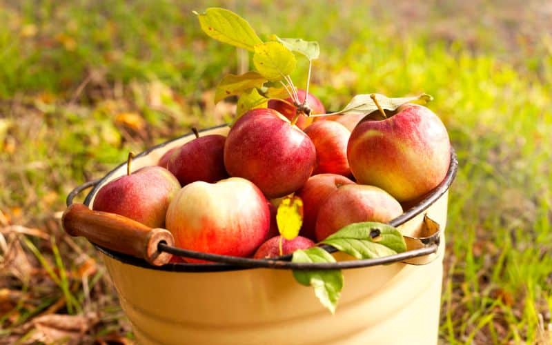 Apples in a bucket on the grass.