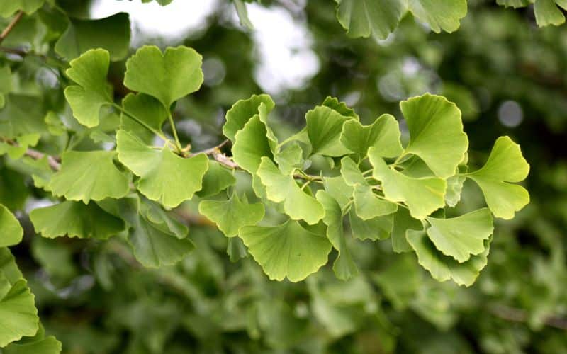 Ginkgo leaves on a tree branch.