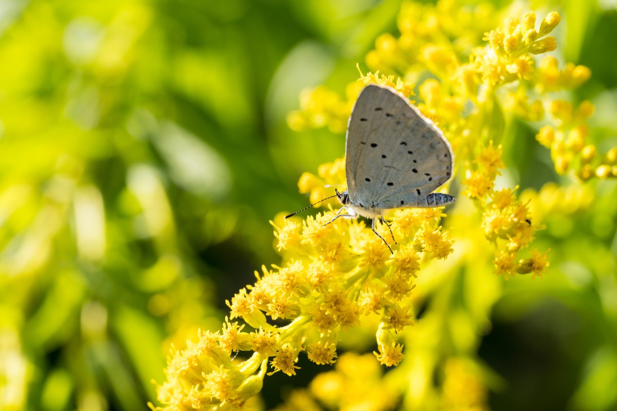 A blue butterfly sitting on a yellow flower.