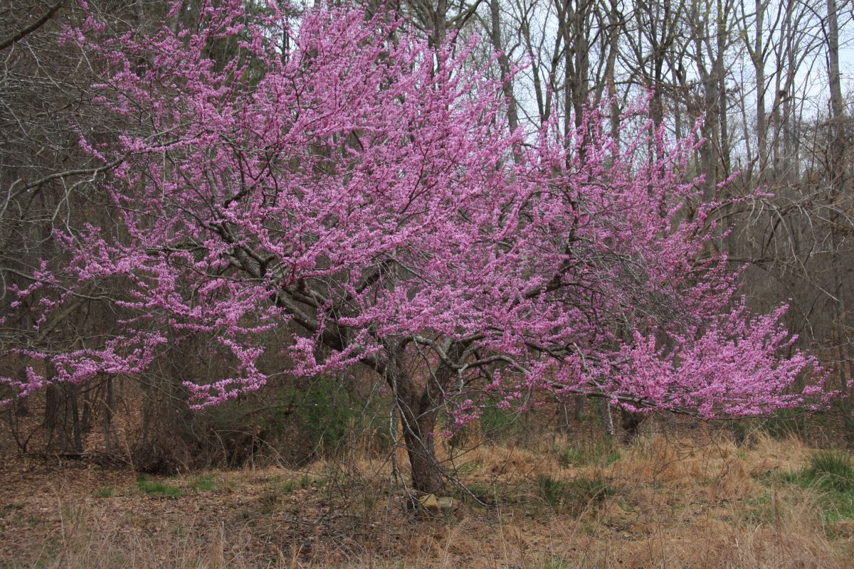 A pink flowering tree in a wooded area.