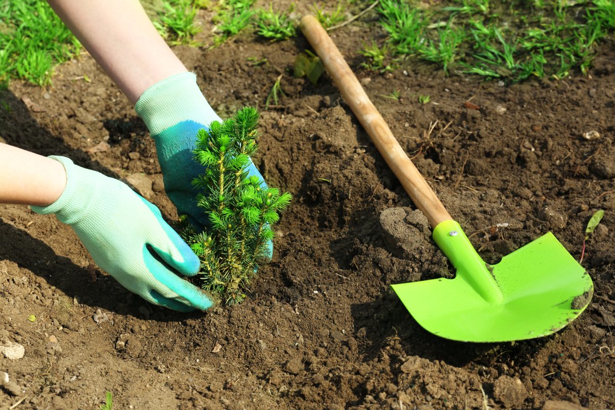 A person is planting a tree in the dirt.