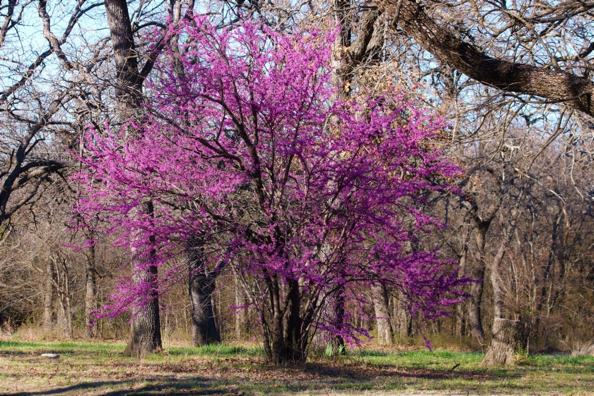 A purple tree in a wooded area.