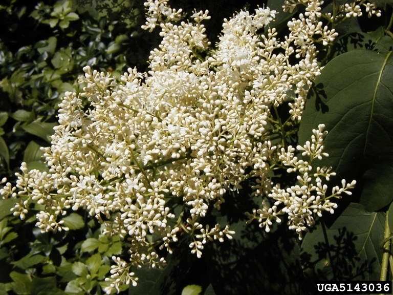 A bush with white flowers and green leaves.