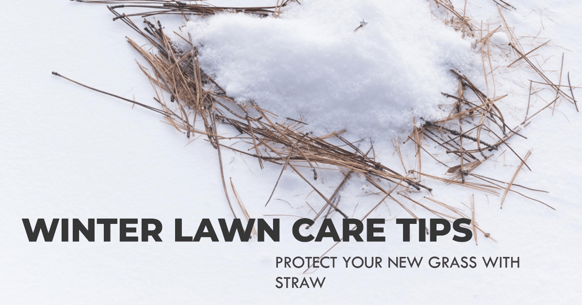 Winter lawn care tips protect your new grass with straw.