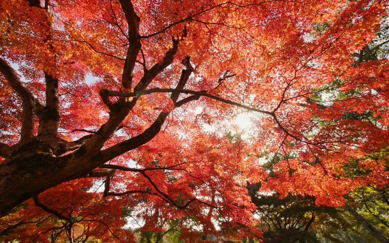 A red maple tree in a park with sunlight shining through the leaves.