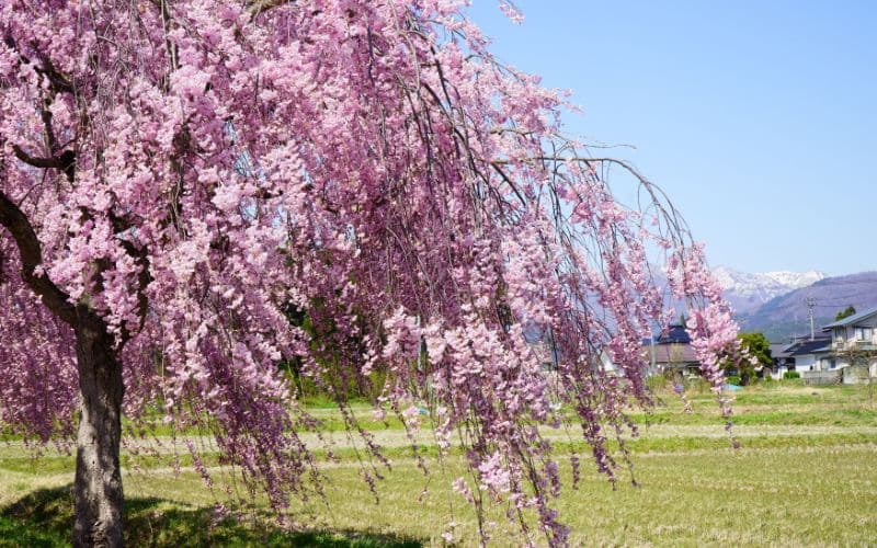 Weeping Cherry Trees
