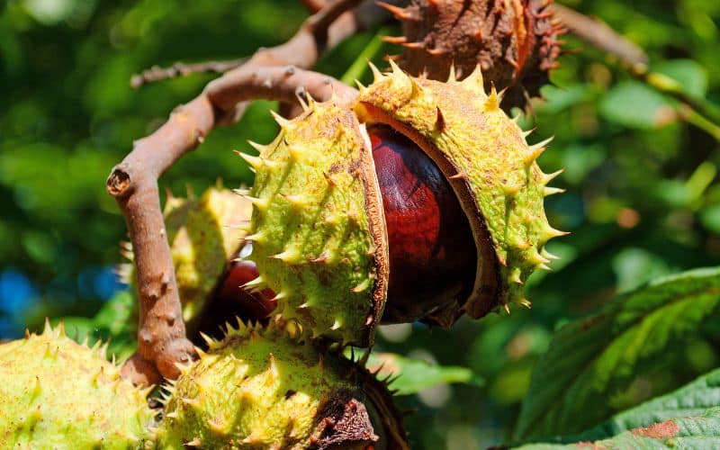 Chestnuts growing on a tree.