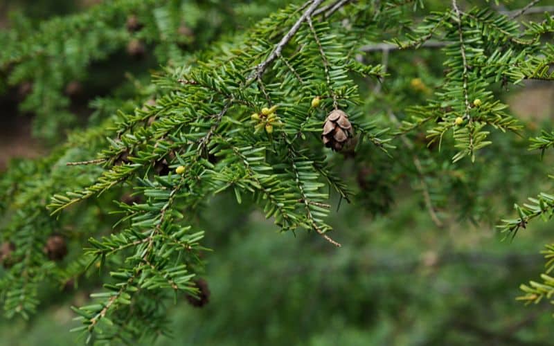 A branch of Eastern Hemlock tree with green leaves and cones.