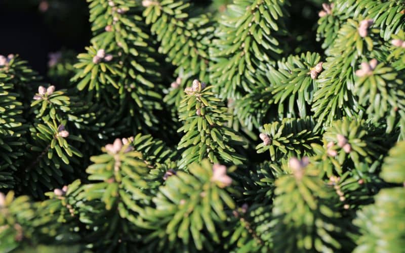 A close up of a balsam fir tree with green needles.