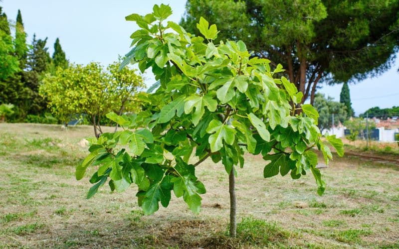 A fig tree with green leaves