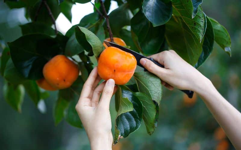 A person cutting a persimmon fruit from a tree.