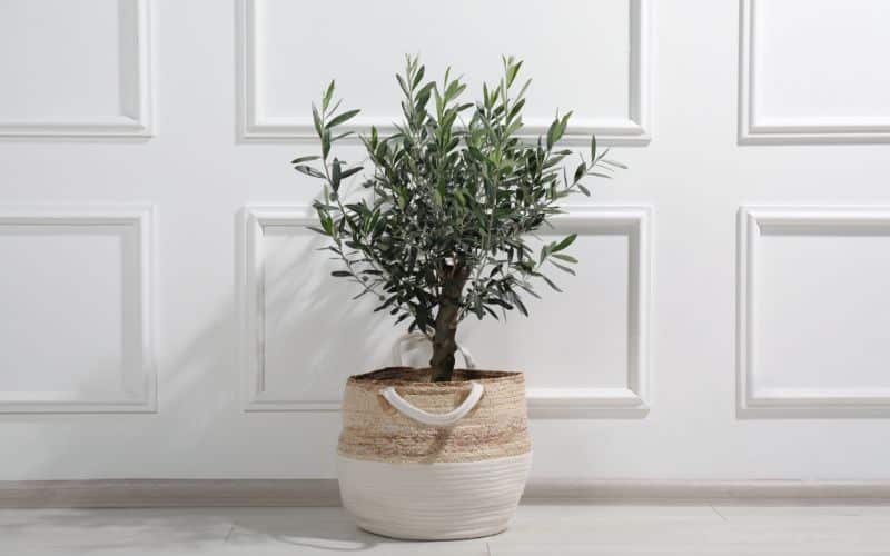 Growing Olive Trees Indoors in Ontario