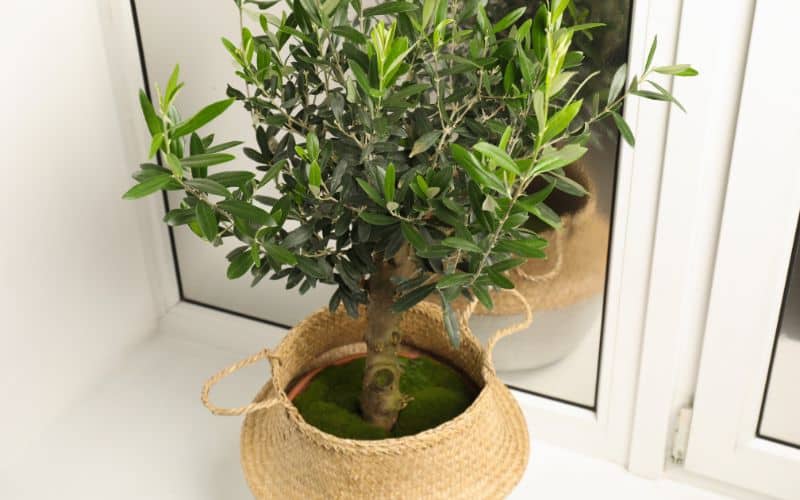 An olive tree in a wicker basket on a window sill.